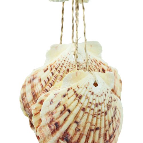 Floristik24 Coquillages décoratifs suspendus maritimes Carillon éolien maritime 74cm