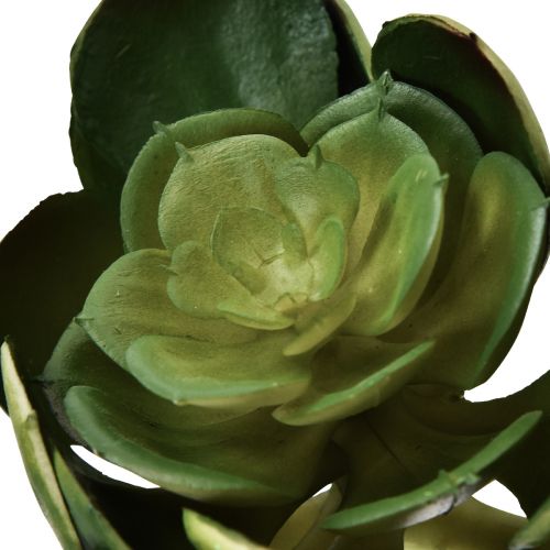 Floristik24 Plante artificielle succulente Echeveria artificielle Ø7cm