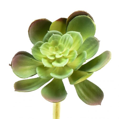 Floristik24 Plante artificielle succulente Echeveria artificielle Ø7cm