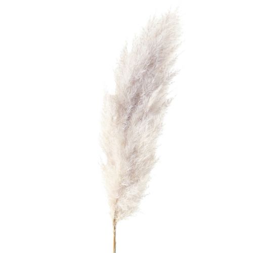 Floristik24 Décoration d&#39;herbe de pampa séchée, fleuriste naturelle séchée 100cm