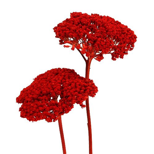 Floristik24 Achillea 1kg coquelicot rouge