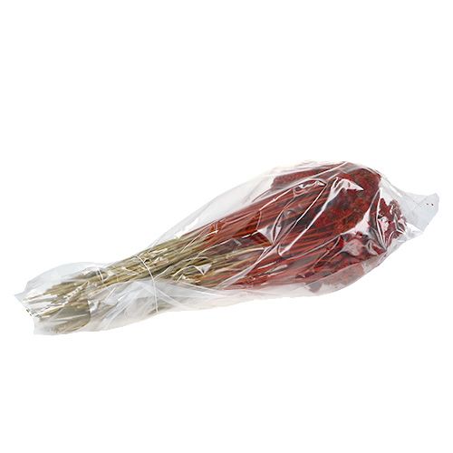 Floristik24 Achillée 1kg coquelicot rouge
