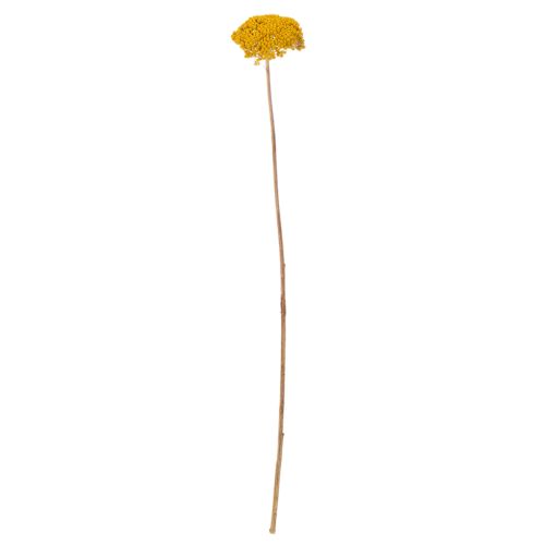 Achillée jaune (Achillea Natur