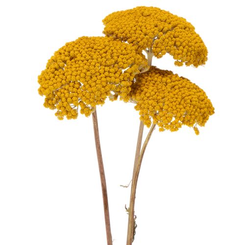 Achillée jaune (Achillea Natur