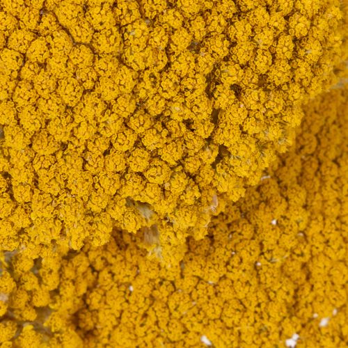 Achillée jaune (Achillea Natur