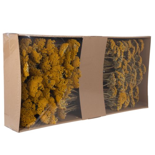 Achillée jaune (Achillea Natur