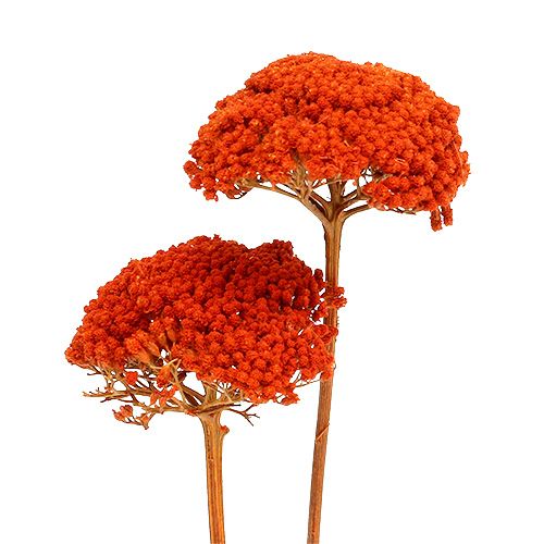 Article Achillea Orange Fleurs Séchées Achillée millefeuille 45-60cm 1kg