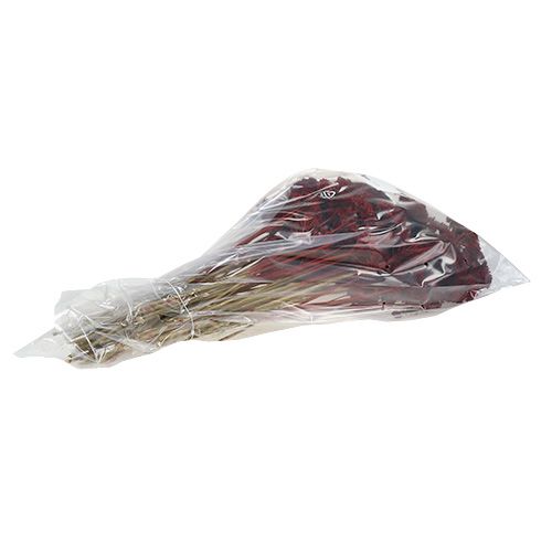 Article Achillée 1kg vin rouge