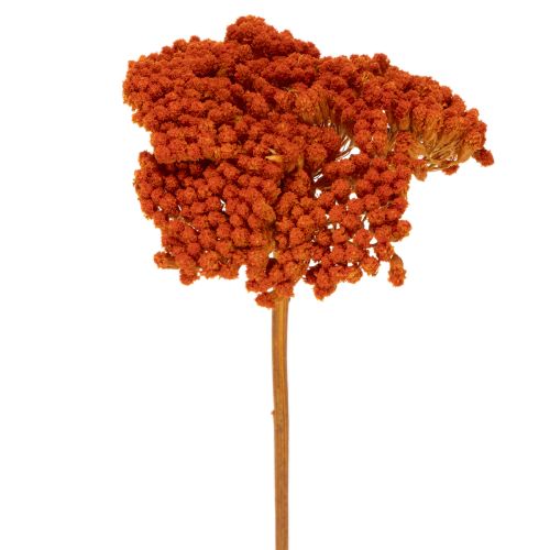 Achillée millefeuille orange séchée, 45-60 cm, 1 kg acheter | Floristik24.be