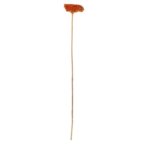 Achillée millefeuille orange séchée, 45-60 cm, 1 kg | Floristik24.be