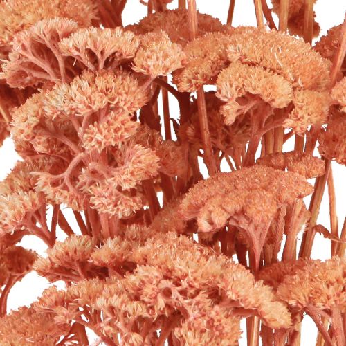 Article Achillée millefeuille fleurs des prés séchées saumon 40-50cm 80g