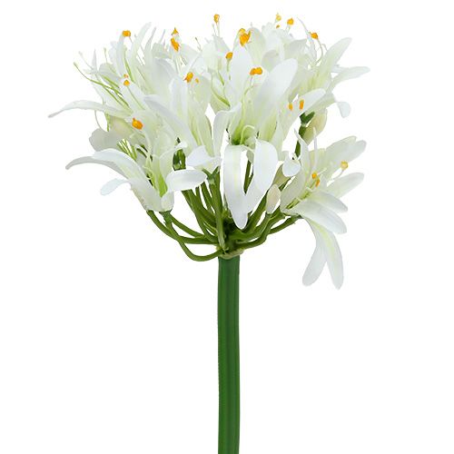 Floristik24 Agapanthe blanche 78cm 1p
