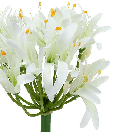 Floristik24 Agapanthe blanche 78cm 1p