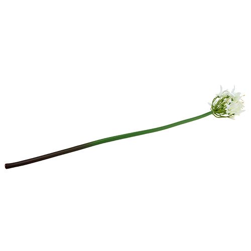 Floristik24 Agapanthe blanche 78cm 1p