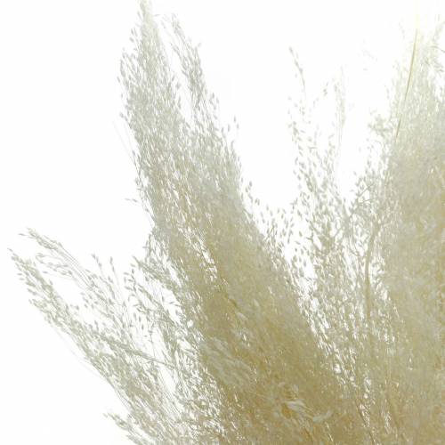 Article Herbe sèche Agrostis blanchie 40g