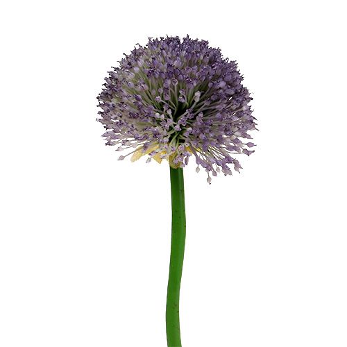 Floristik24 Allium 87 cm lavande