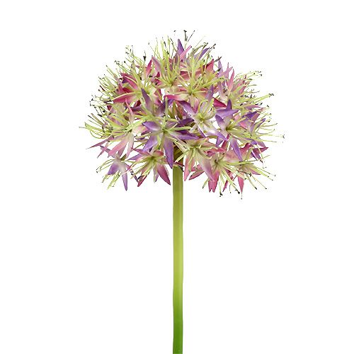 Floristik24 Allium violet clair L76cm