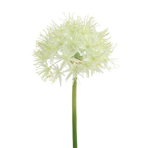 Allium blanc crème L. 76 cm