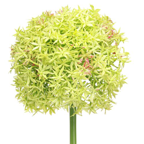 Oignon ornemental artificiel fleur verte Allium Ø18cm 90cm