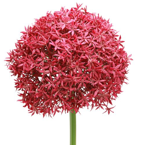 Article Allium à Bordeaux ail ornemental artificiel Ø18cm L90cm