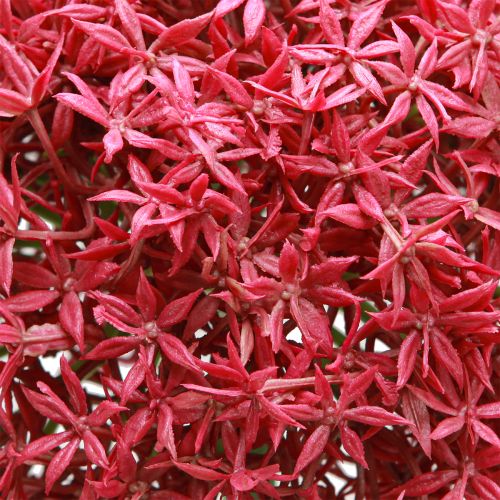 Article Allium à Bordeaux ail ornemental artificiel Ø18cm L90cm