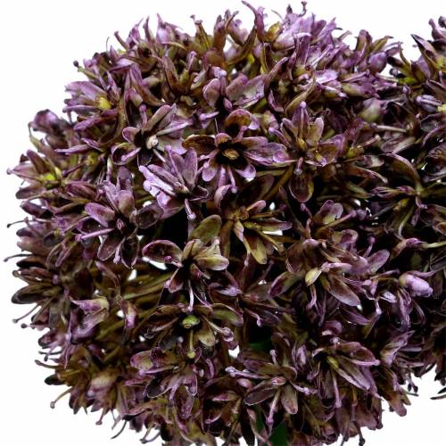 Floristik24 Allium déco artificiel Violet 70cm 3pcs