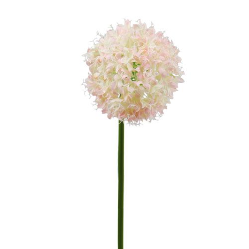 Floristik24 Allium crème-rose Ø 14 cm L. 65 cm