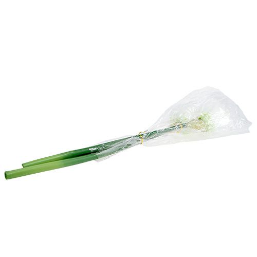 Floristik24 Amaryllis Fleur Blanc L 73cm 2pcs
