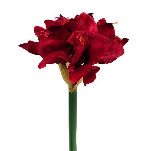 Floristik24 Amaryllis Rouge Foncé L 73cm 2pcs