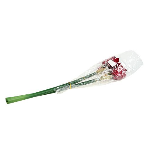 Floristik24 Amaryllis Rouge Foncé L 73cm 2pcs