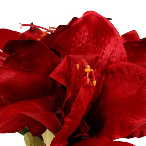 Article Amaryllis Rouge L 73cm 2pcs