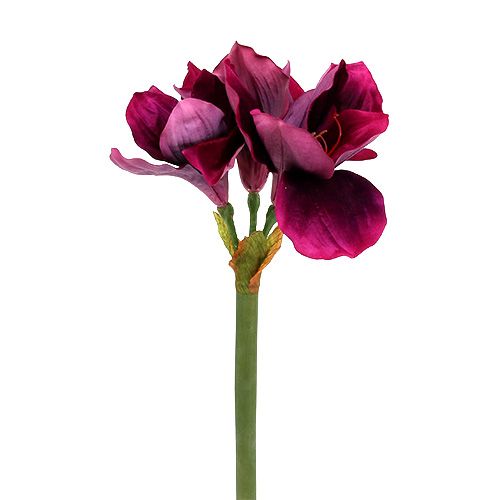 Floristik24 Amaryllis avec velours bruyère 60cm