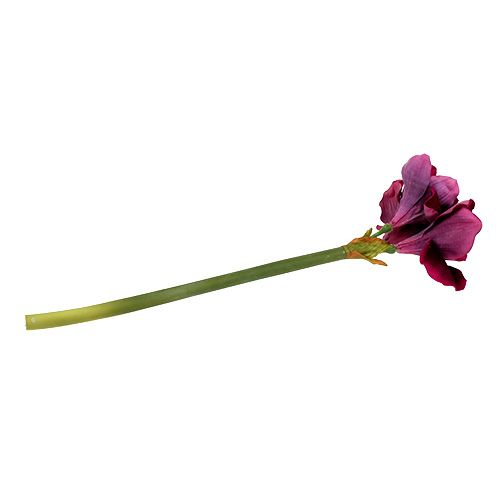 Floristik24 Amaryllis avec velours bruyère 60cm