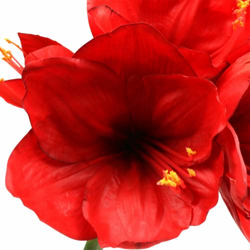 Floristik24 Amaryllis rouge 75cm