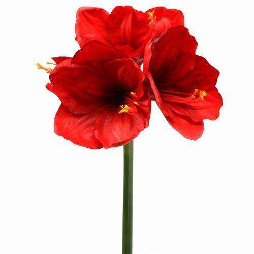 Floristik24 Amaryllis rouge 75cm