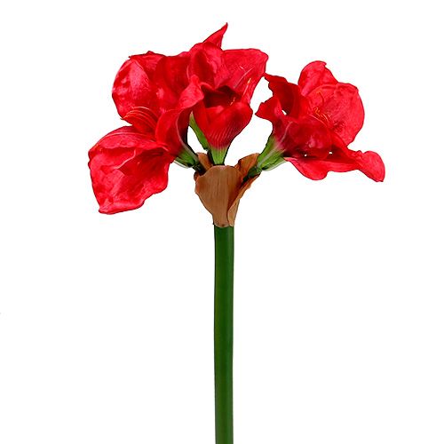 Floristik24 Amaryllis rouge foncé 72.5cm