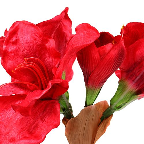 Floristik24 Amaryllis rouge foncé 72.5cm