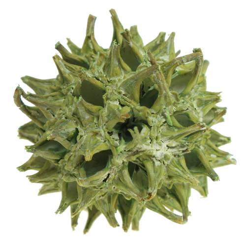 Floristik24 Cônes Sweetgum vert givré 250g