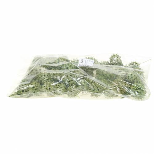 Floristik24 Cônes Sweetgum vert givré 250g