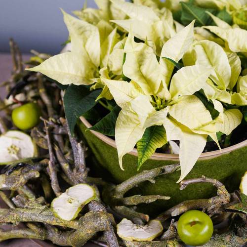 Floristik24 Pomme mini verte Ø3.5cm 36p
