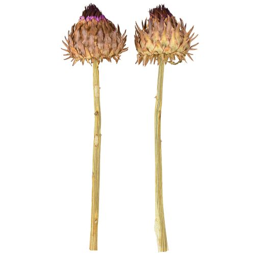 Article Artichaut séché en fleur Cynara Ø9cm 16 pcs