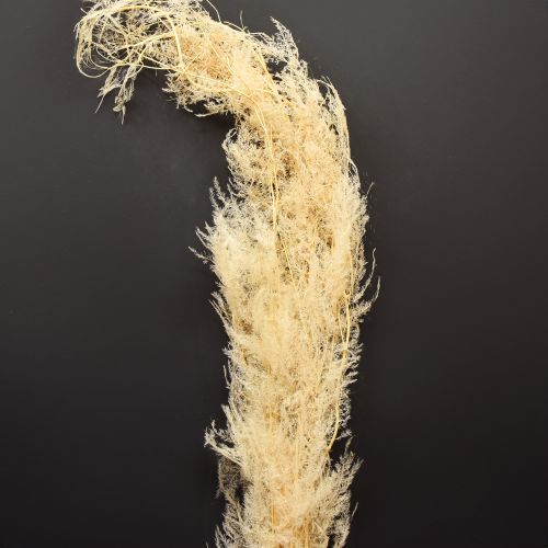 Asperges séchées, asperges ornementales, abricot, 90 cm, 5 pièces