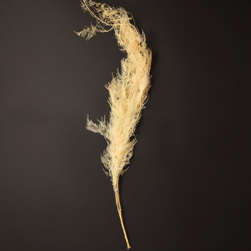 Article Asperges séchées, asperges ornementales, abricot, 90 cm, 5 pièces