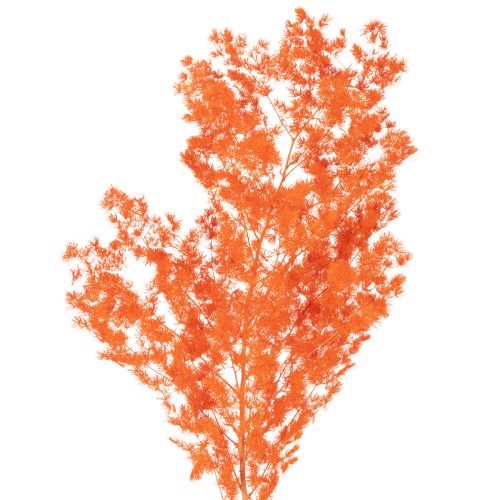 Fleurs d'asperges séchées, branche d'asperges ornementales teintées, 65 cm, 80 g