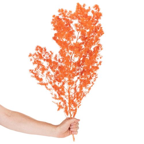 Fleurs d'asperges séchées, branche d'asperges ornementales teintées, 65 cm, 80 g | Floristik24.be