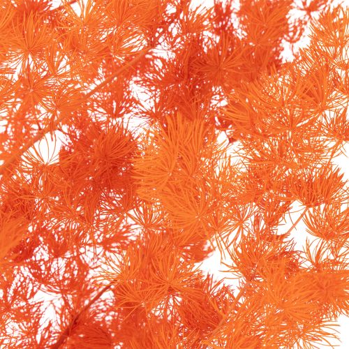 Fleurs d'asperges séchées, branche d'asperges ornementales teintées, 65 cm, 80 g | Floristik24.be