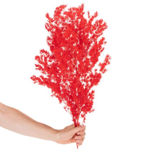 Bottes d'asperges séchées pour compositions florales, 65 cm, 80 g | Floristik24.be