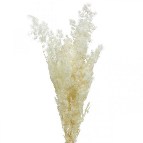 Article Asperges décoration sèche herbe ornementale séchée blanche 80g