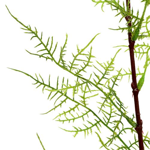 Floristik24 Branche d&#39;asperge 75cm vert 3pcs