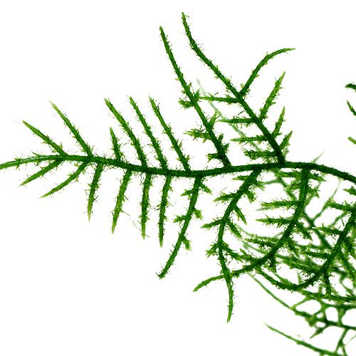 Floristik24 Branche d&#39;asperges 50cm vert 5pcs